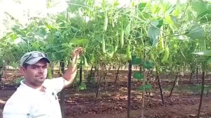 भीलवाड़ा में मचान विधि से लौकी की खेती