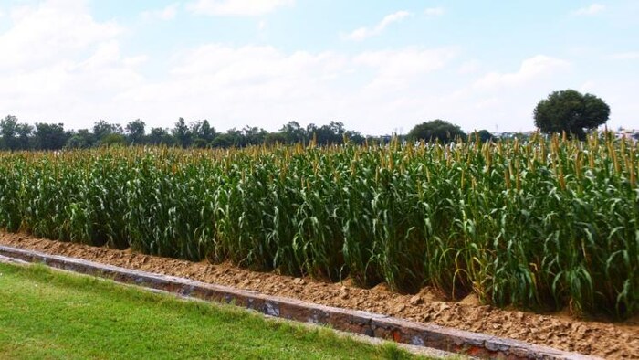 खेती में सबसे ज्यादा ग्राउंड वाटर की खपत होती है (Photo-IARI).