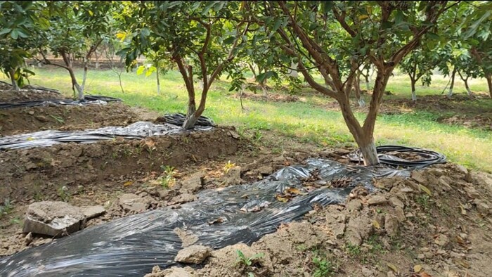 सिचाई की मल्च तकनीक