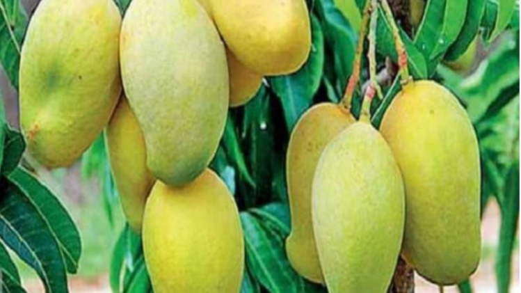 लखनऊ में आम की 775 किस्मों काे किया गया है संरक्षित