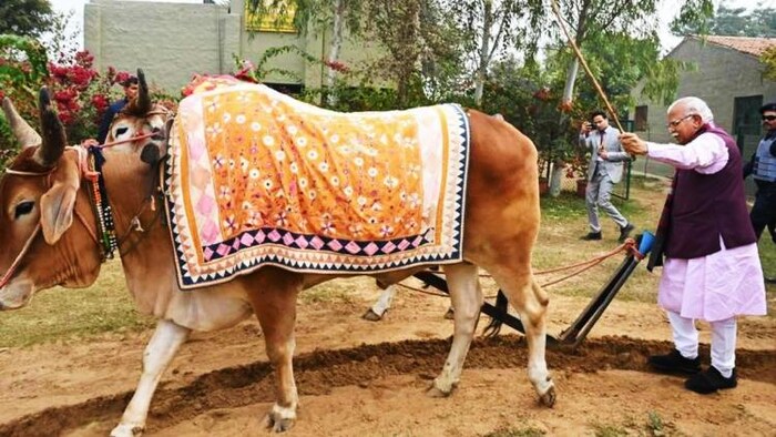 झज्जर के प्रतापगढ़ फार्म में हल चलाते सीएम मनोहरलाल (Photo-Government of Haryana).