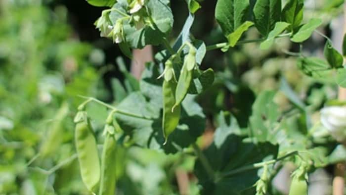 मटर में बुकनी रोग