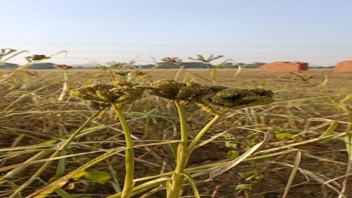 उत्तर प्रदेश में मोटे अनाजों की खेती को बढ़ावा देने पर जोर दे रही सरकार