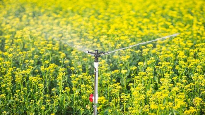 पीएम मोदी का अपील, सभी राज्य Micro irrigation को दें बढ़ावा, फोटो साभार: freepik