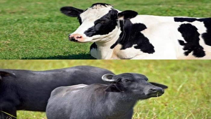 गाय और भैंस के दूध में क्या है अंतर, फोटो साभार: freepik