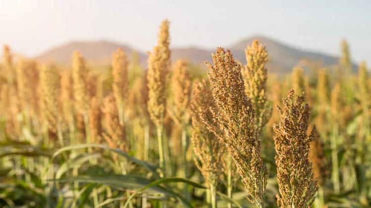 Millets: भारत में 1500 ईसा पूर्व से हो रही बाजरे की खेती, जानें और क्या है खास 
