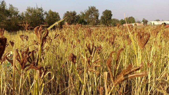 नौ अनाज खेती में मिलेट्स का बड़ा रोल है