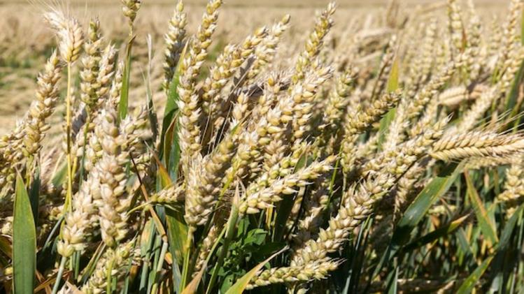 मोटे अनाजों के खेती की सांकेतिक तस्वीर, PHOTO:freepik