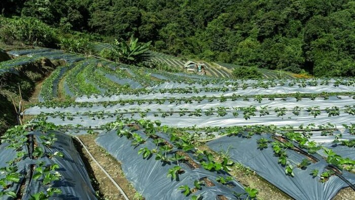 आधुनिक खेती पारंपरिक खेती के मुकाबले अधिक पैदावार देती है, फोटो Freepik