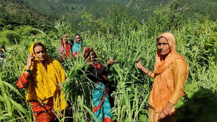 महिला किसानों को मुफ्त बांटे जा रहे दलहन और मोटे अनाजों के बीज (सांकेतिक फोटो, साभार: आजतक)