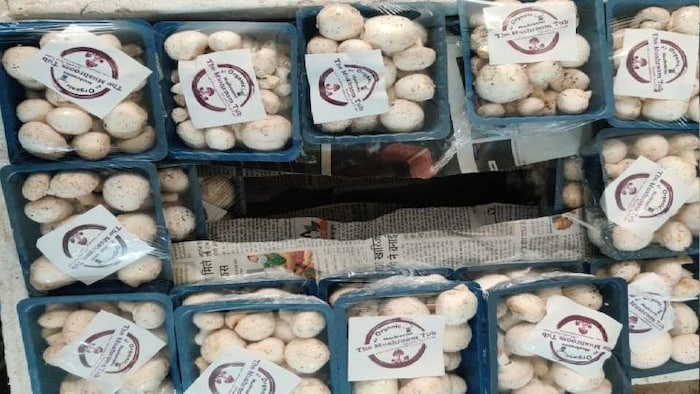 शुभम मोदी के फार्म में उत्पादित मशरूम फोटोः किसान तक