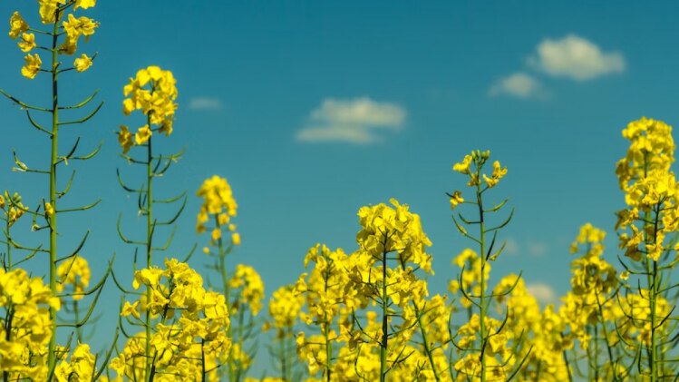 हरियाणा में हल्की बारिश से रबी फसलों को फायदा