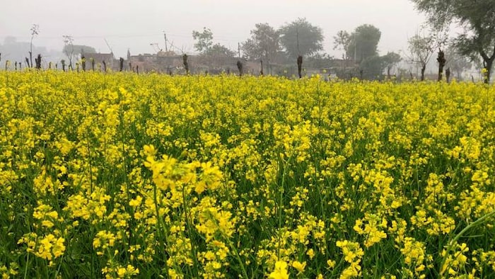 सरसों की खेती का रकबा बढ़ा. (Photo-Kisan Tak)