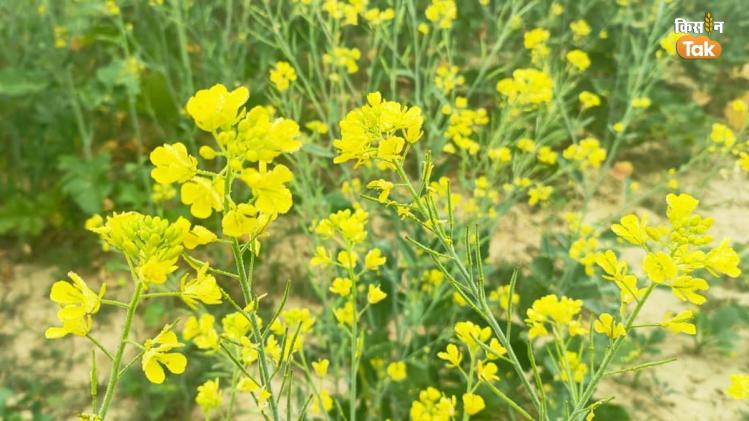 इस साल सरसों की बंपर पैदावार हो सकती है (Photo-Kisan Tak).