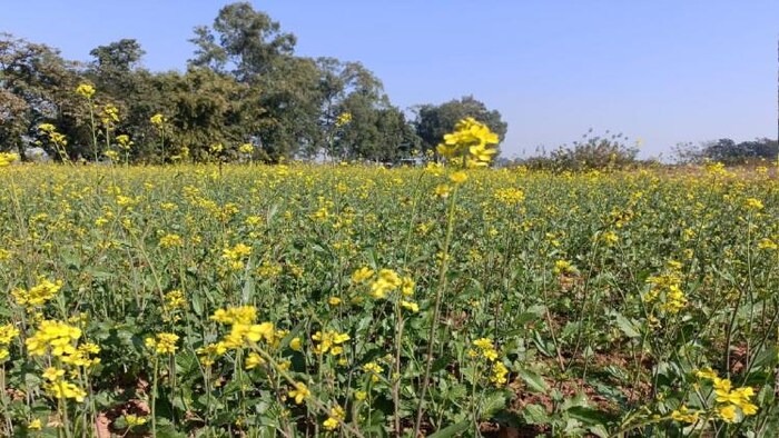 प्राकृतिक खेती ही है कृषि का भविष्य फोटोः किसान तक