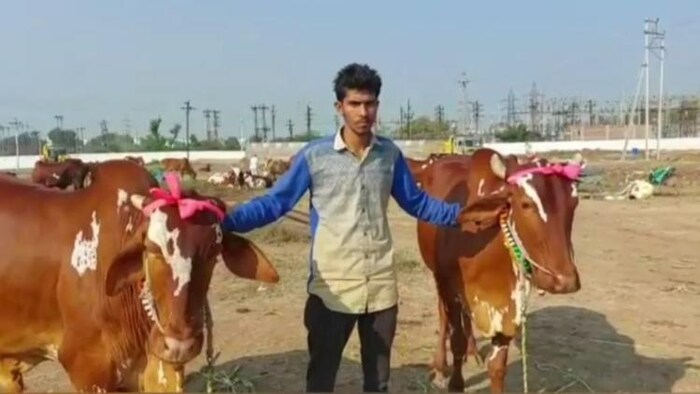 खरगोन पशु मेले में नीमाड़ी नस्ल के बैल (neemari breed bull).