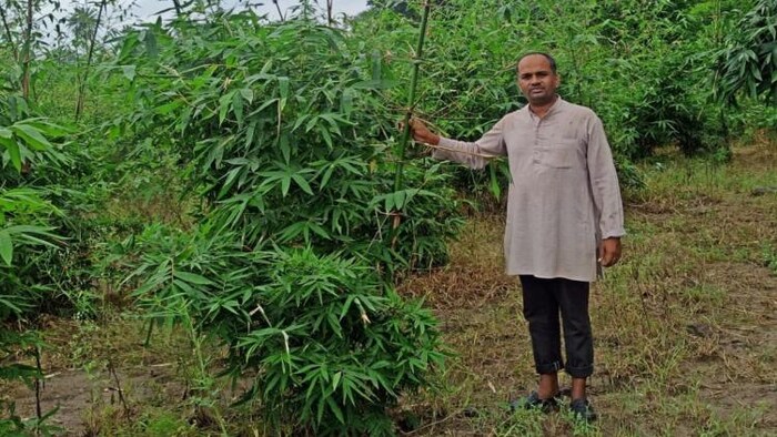 मध्य प्रदेश के नीमच में किसान बांस की खेती कर कमा रहा लाभ