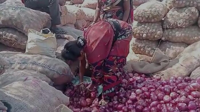 सोलापुर मंडी में प्याज की आवक बढ़ने से प्याज के दाम में भारी गिरावट देखी गई