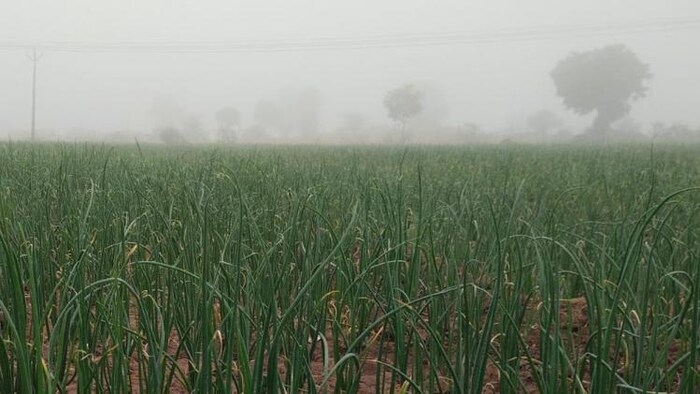 घने कोहरे के चलते किसानों की फसलों को लेकर बढ़ी चिंता.