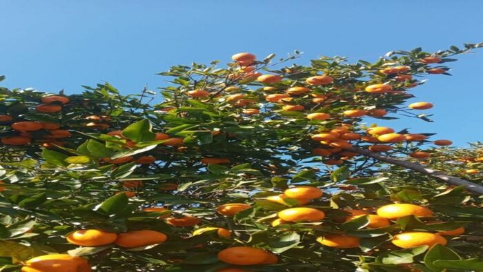 फलों के एक्सपोर्ट को दिया जाएगा बढ़ावा .