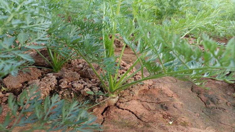 किसानों द्वारा की गई जैविक खेती फोटोः किसान तक