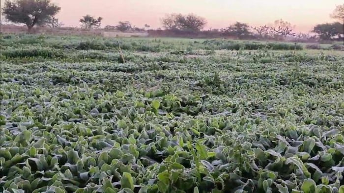 फसलों को पाले से बचाने का उपाए, फोटो साभार: ani