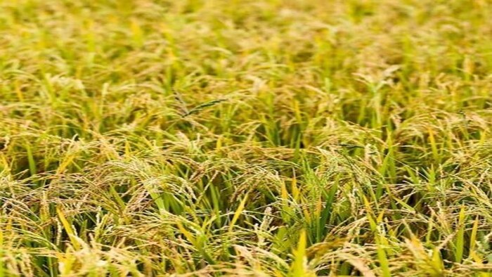 जमीन का पानी सोख रही साठा धान पर अब उप्र के तराई इलाके में लगने लगी है पाबंदी