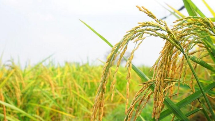 पश्चिम बंगाल में एमएसपी पर धान की फसल बेचने से बच रहे हैं किसान, फोटो साभार: किसान तक