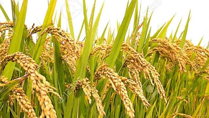 देश में कितनी हुई धान की खरीद. (File Photo)