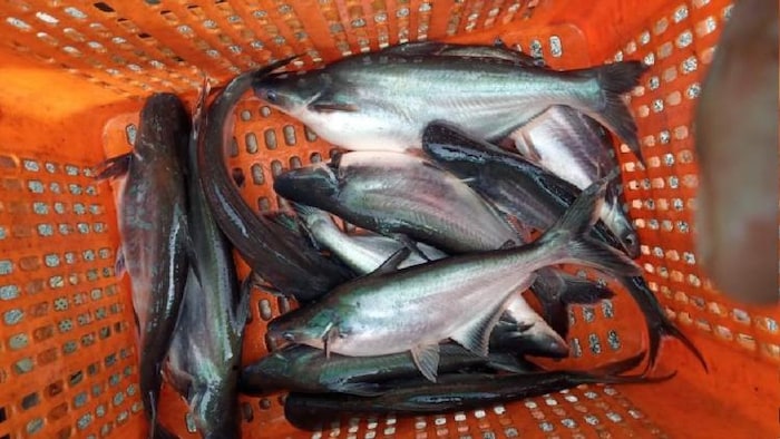 पंगास मछली फोटोः किसान तक