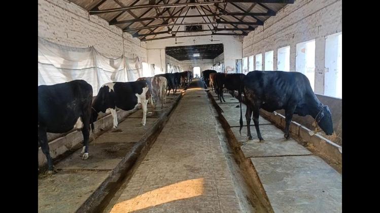 Dairy: गाय और भैंस में बांझपन की पहचान और उपाय जानिए