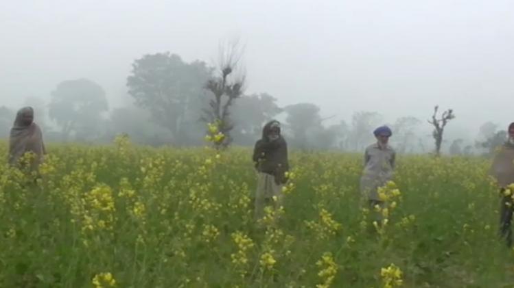 Pathankot: खराब बीज मिलने से फसलें चौपट, मामले की जांच में जुटा कृषि विभाग