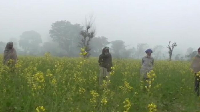 पठानकोट में सरसों की फसल खराब होने से किसान परेशान हैं