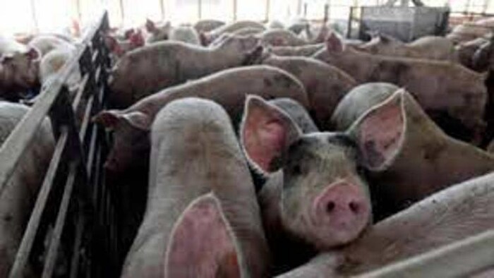 प्रतीकात्मक फोटो.