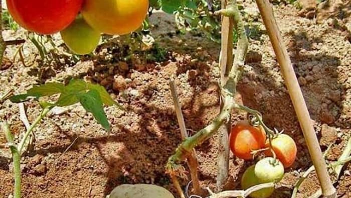 एक ही पौधे से आलू और टमाटर की खेती