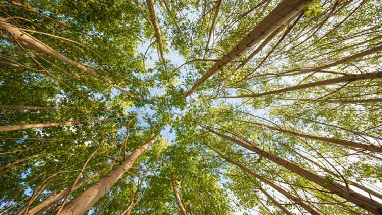 प्लाईवुड के दाम बढ़ने से किसानों में खुशी, चिनार की खेती में तेज उछाल