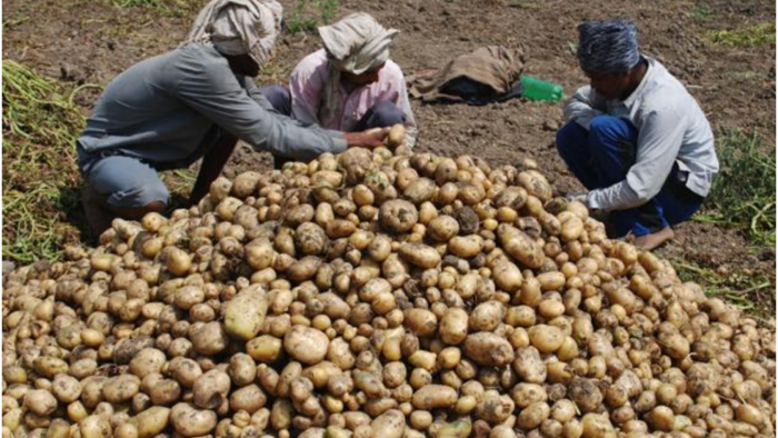 आलू की पैदावार बढ़ने का अनुमान
