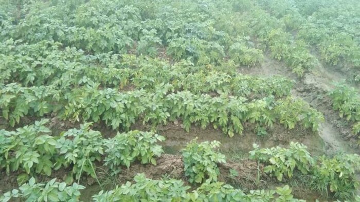 आलू के खेत का प्रीतकात्मक फोटो.