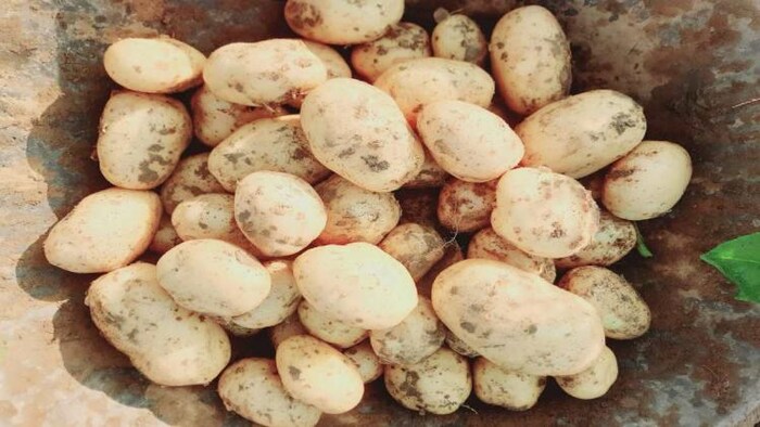 आलू का प्रतीकात्मक फोटो.