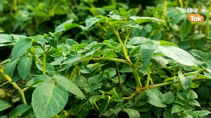 आलू की खेती में अधिक होता है पाले का असर (Photo-Om Prakash).