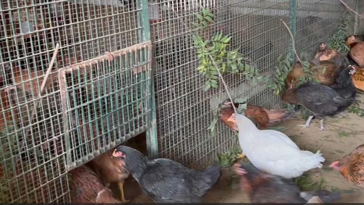 आईएफएस योजना का प्रतीकात्मक फोटो.