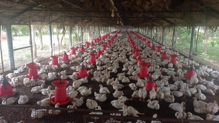 15 जनवरी के बाद महंगा चिकन खाने को हो जाएं तैयार, यह है वजह 