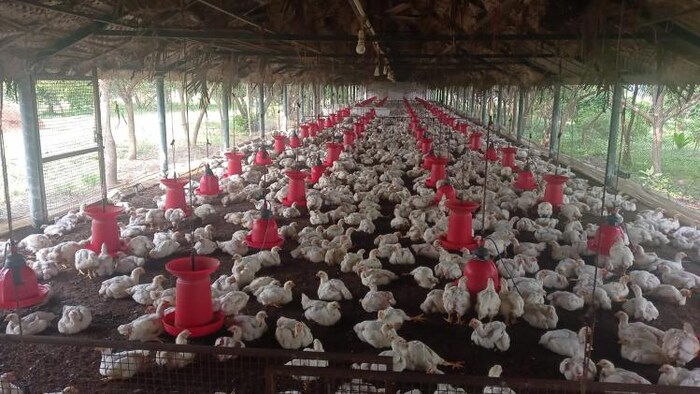 ब्रॉयलर चिकन के फार्म का प्रतीकात्मक फोटो.