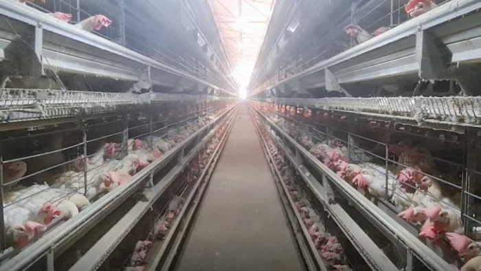 अंडा देने वाली लेयर बर्ड का प्रतीकात्मक फोटो.