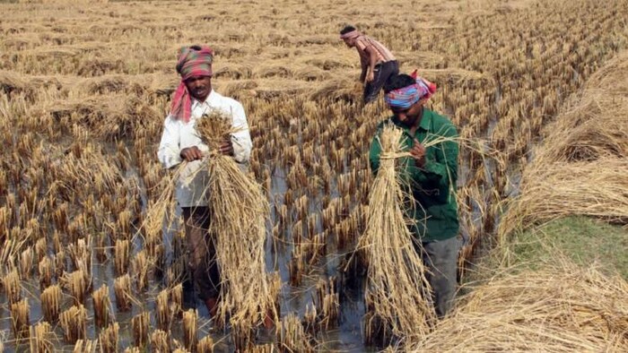 बीमा कंपनियों की मनमानी से परेशान हैं किसान. (File Photo-PMFBY)