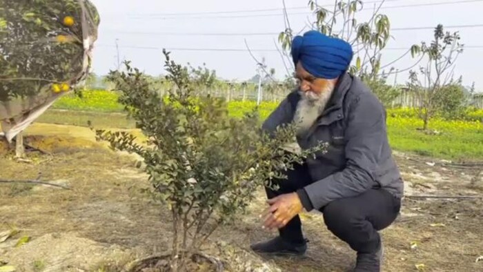 पंजाब के किसान बलविंदर सिंह एक ही खेत में 32 फल, सब्जियां, दालें उगा रहे हैं