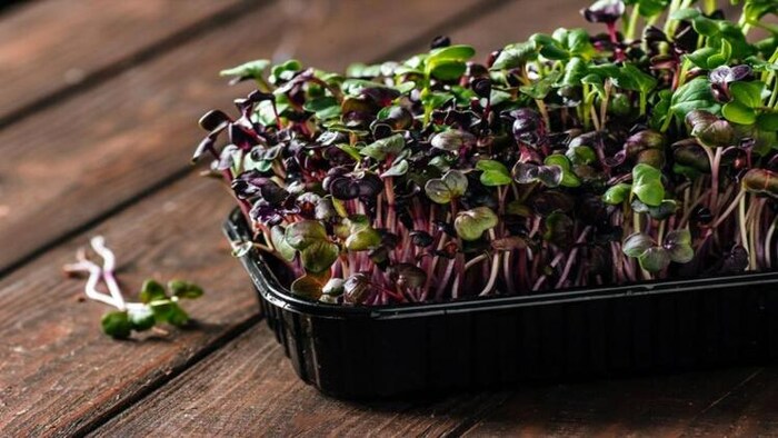 बनारस में किसानों को बांटे गए गोभी के बीज खराब निकले हैं, गोभी के बीज की प्रतीकात्मक तस्वीर, photo: freepik