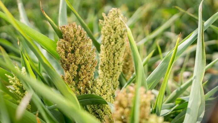 रागी का सेवन मानव स्वास्थ्य के लिए बहुत फायदेमंद माना जाता है, फोटो:freepik