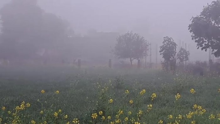 राजस्थान के करौली में ठंड और कोहरे से इंसान और फसल दोनों प्रभावित