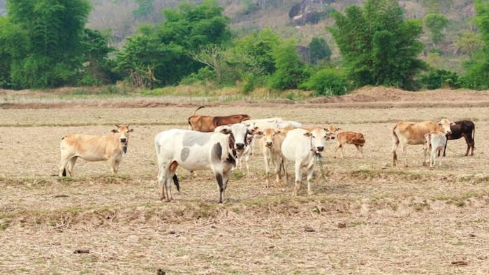 रीवा में बनी गौशाला से कई लाभ हुए हैं (सांकेतिक तस्वीर) photo: freepik